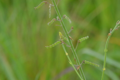 Desmodium illinoense