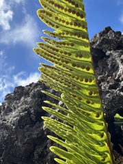 Polypodium pellucidum vulcanicum
