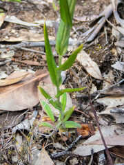 Pterostylis recurva