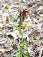 Pterostylis recurva