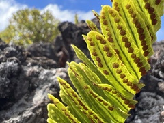 Polypodium pellucidum vulcanicum