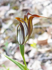 Pterostylis recurva