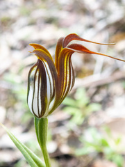 Pterostylis recurva