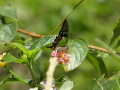 Graphium macleayanus