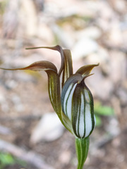 Pterostylis recurva