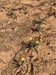 Goodenia willisiana