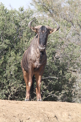 Connochaetes taurinus taurinus