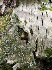 Leotiomycetes