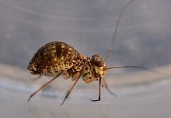 Mesopsocus immunis