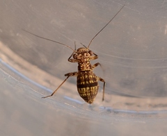 Mesopsocus immunis