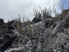 Pellaea ternifolia