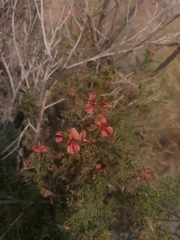 Indigofera heterotricha