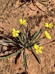 Goodenia willisiana
