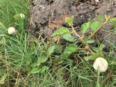 Panaeolus cyanescens