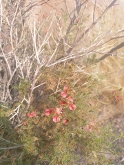 Indigofera heterotricha