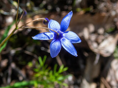 Stypandra glauca