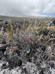 Pellaea ternifolia