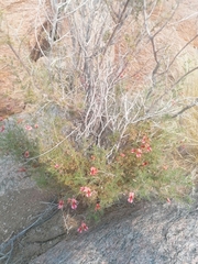 Indigofera heterotricha