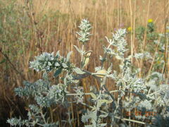 Marrubium peregrinum