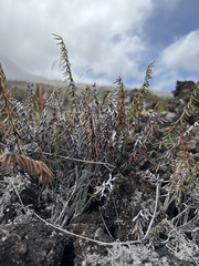 Pellaea ternifolia