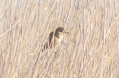 Acrocephalus arundinaceus