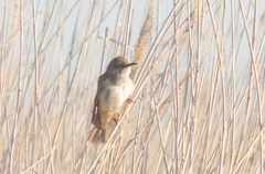 Acrocephalus arundinaceus