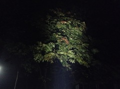 Picrasma quassioides