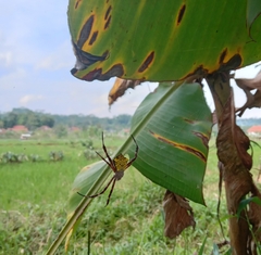 Argiope appensa