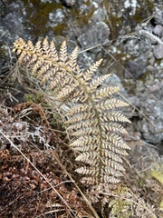 Polystichum haleakalense
