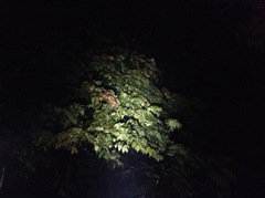 Picrasma quassioides