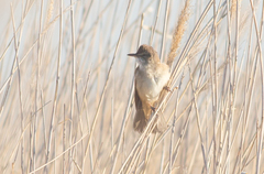 Acrocephalus arundinaceus