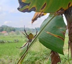 Argiope appensa