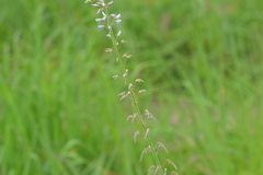 Desmodium illinoense