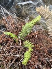 Polystichum haleakalense
