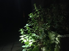 Mentha