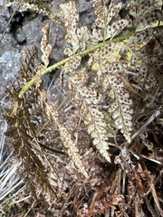 Polystichum haleakalense