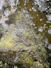 Polystichum haleakalense