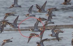 Calidris alba