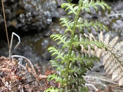 Polystichum haleakalense