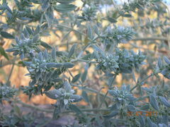 Marrubium peregrinum