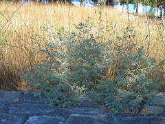 Marrubium peregrinum