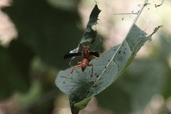 Polistes rubiginosus
