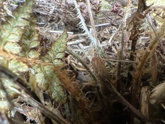 Polystichum haleakalense