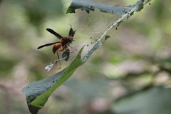 Polistes rubiginosus