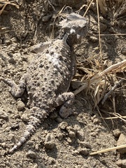 Phrynosoma platyrhinos