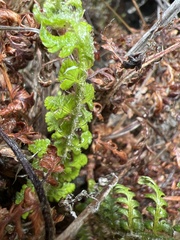 Polystichum haleakalense