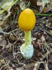 Amanita arkansana