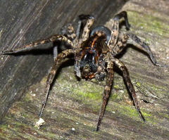 Lycosidae