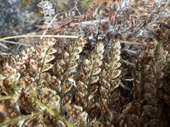 Polystichum haleakalense