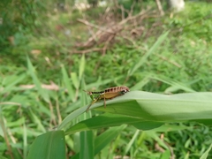 Caryanda spuria